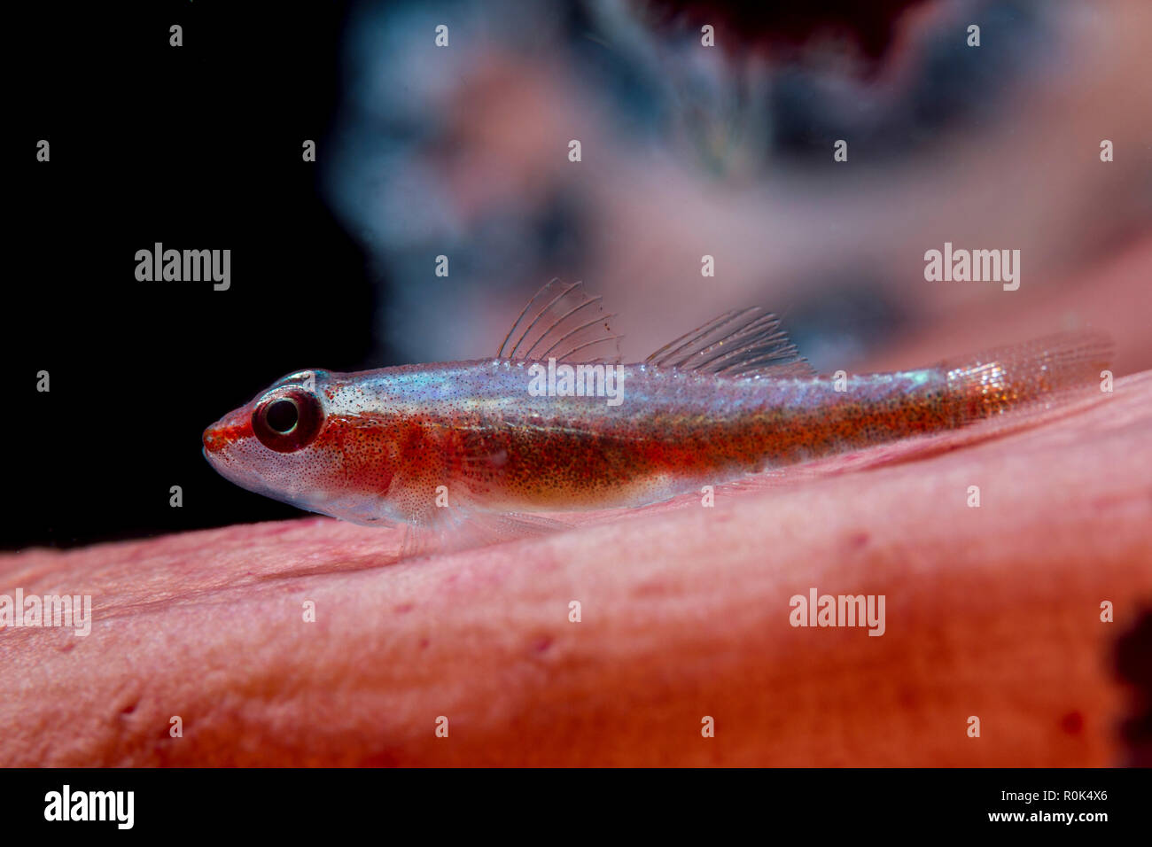 A tiny goby rests on the soft coral, Lembeh Strait, Indonesia. Stock Photo
