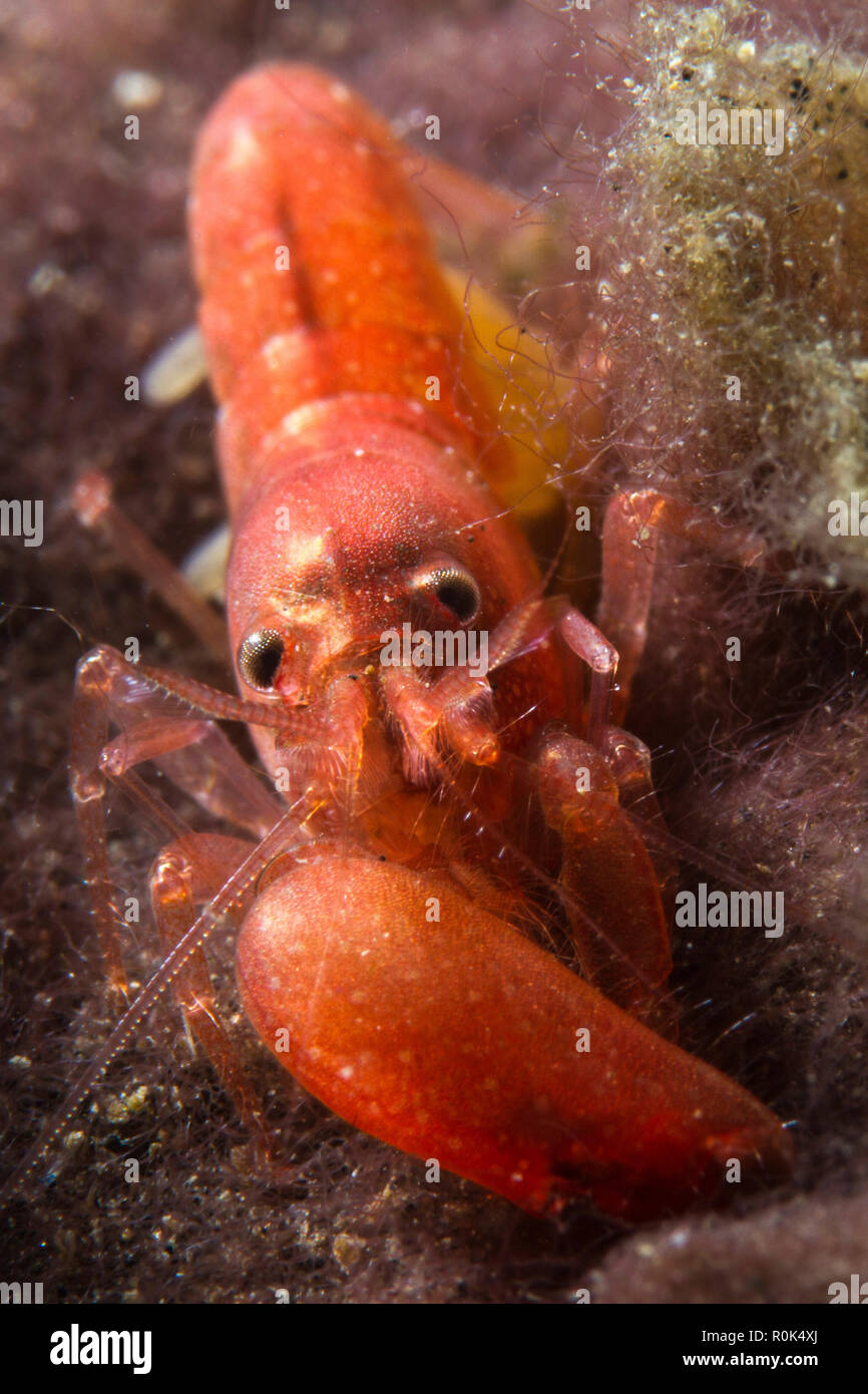 Pistol shrimp (Alpheus frontalis). Lembeh, Indonesia. Stock Photo
