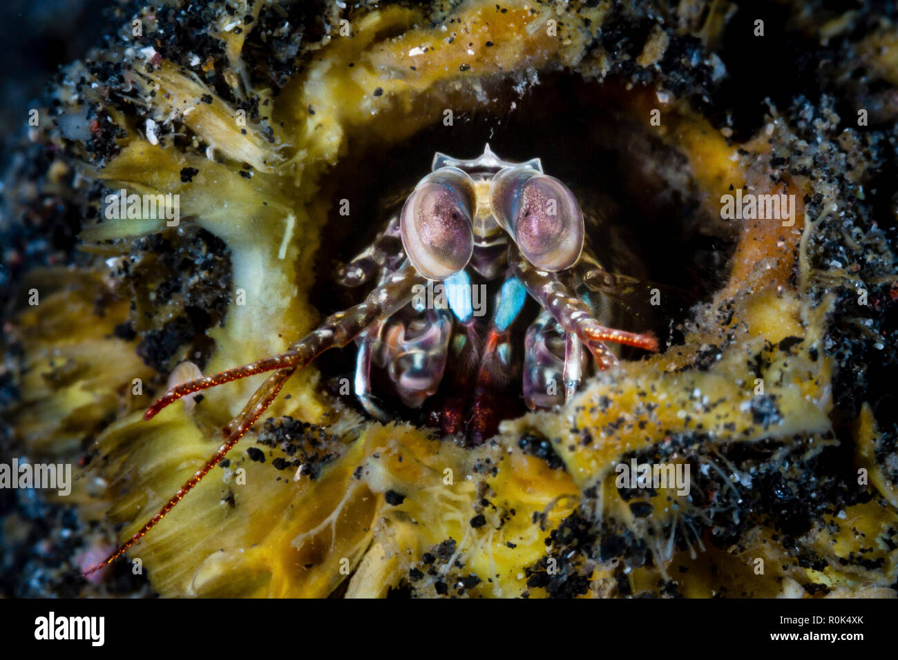Mantis shrimp defending its lair, Lembeh Stait, Indonesia. Stock Photo