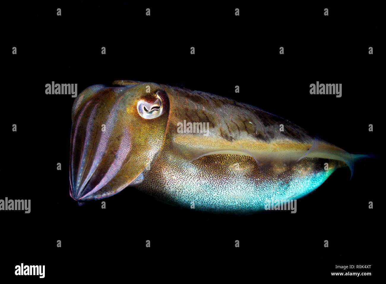 Portrait of a cuttlefish in Pulau Hantu, SIngapore. Stock Photo