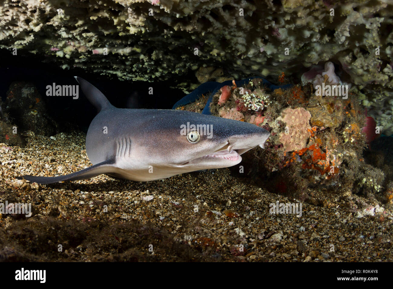 Portrait of a whitetip reef shark from Bali, Indonesia. Stock Photo