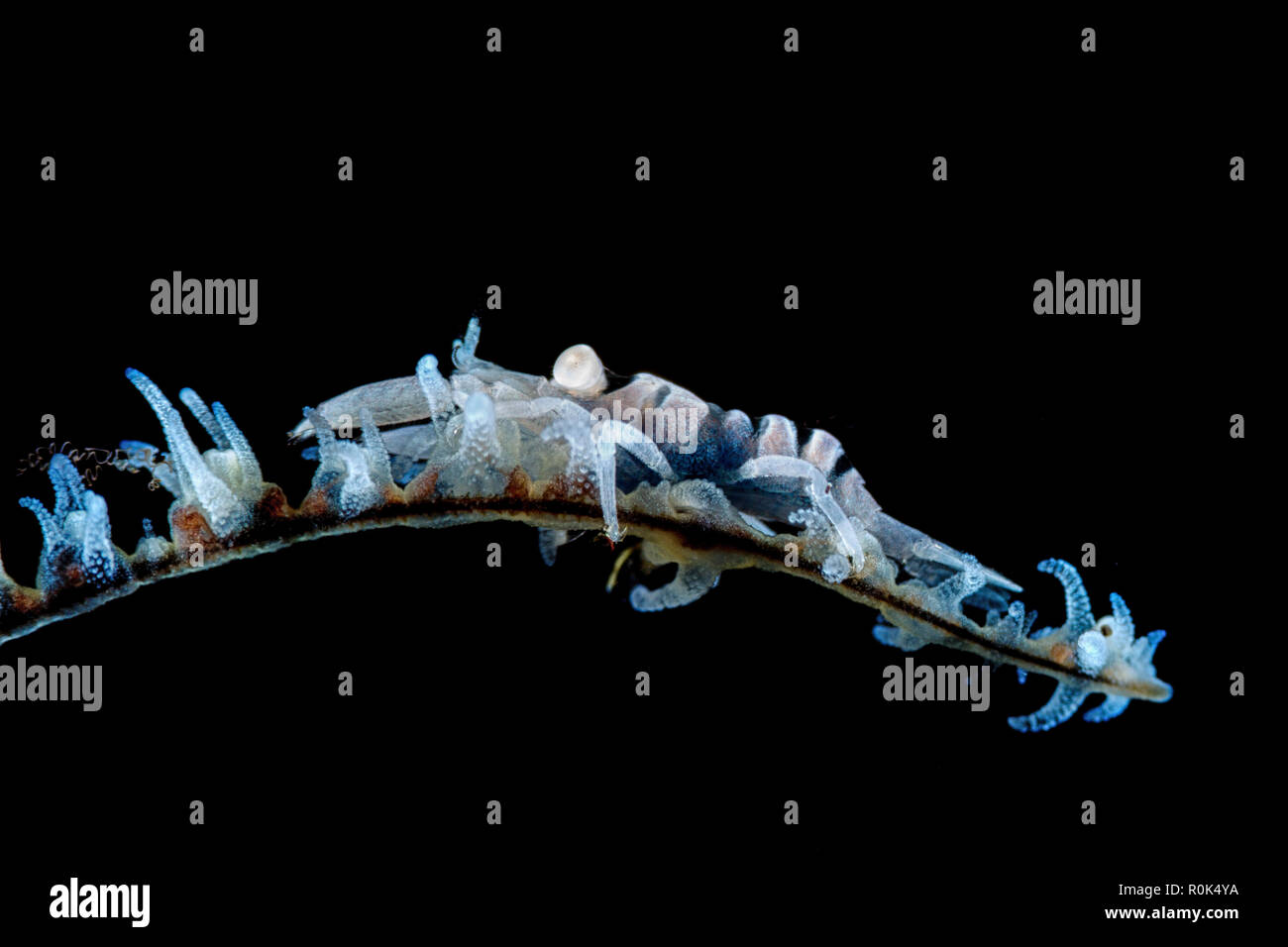 Whip coral shrimp on whip coral. Stock Photo