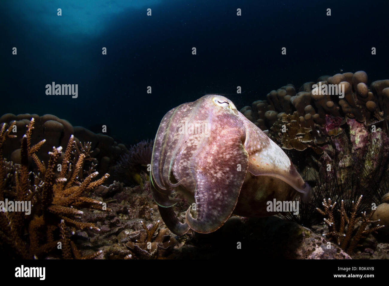 Portrait of a broadclub cuttlefish in Tioman, Malaysia. Stock Photo