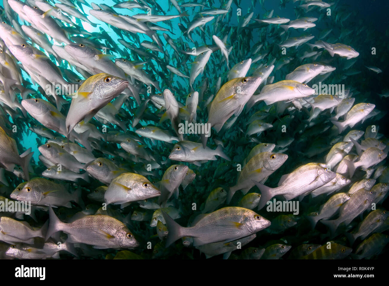 School of yellow snapper in Cabo Pulmo, Mexico. Stock Photo