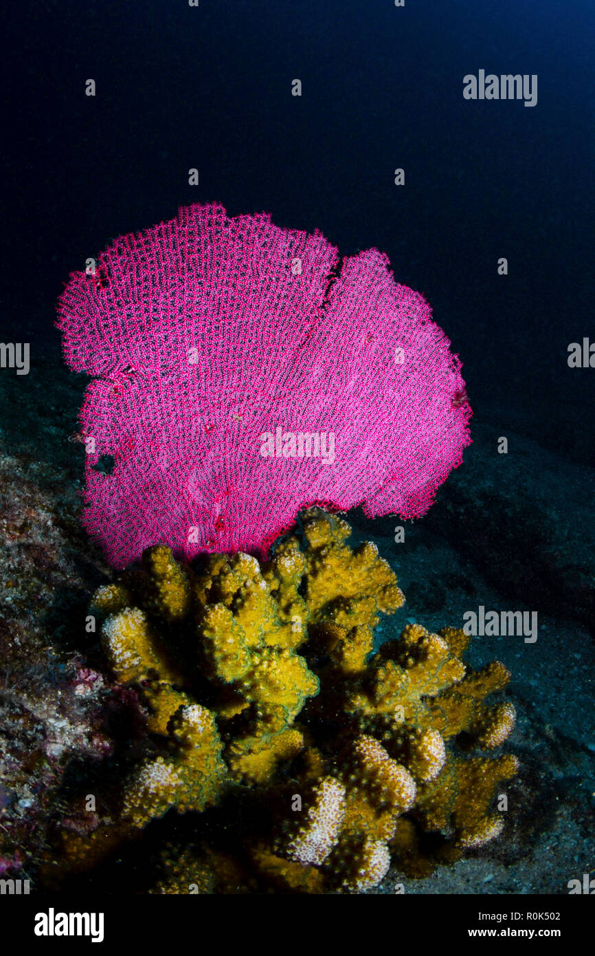 Hard and soft corals, Cabo Pulmo, Mexico. Stock Photo