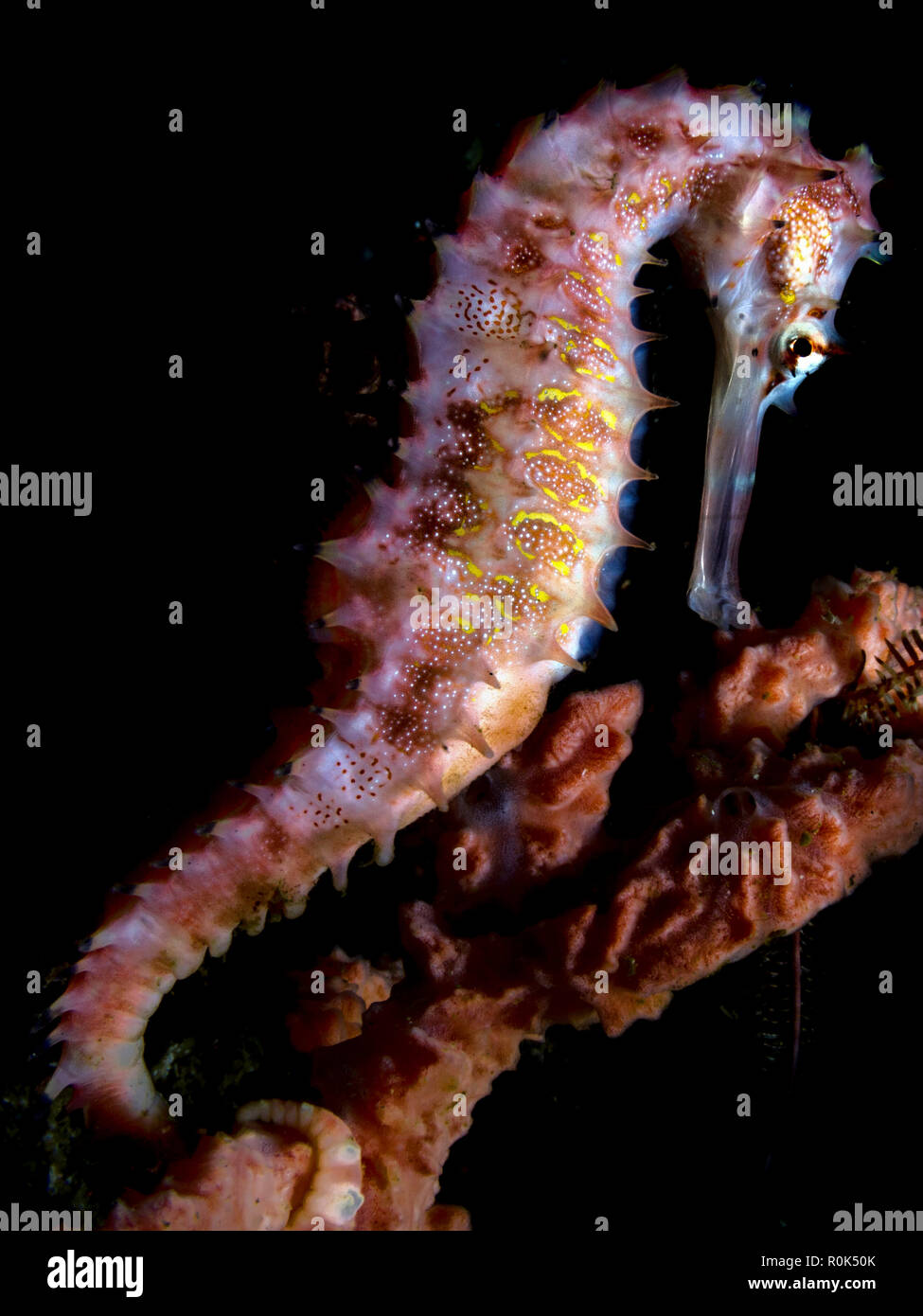 A spiny seahorse displays its beauty, Philippines. Stock Photo