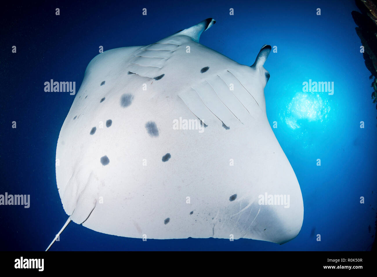 Reef manta ray floating over the photographer, Maldives. Stock Photo