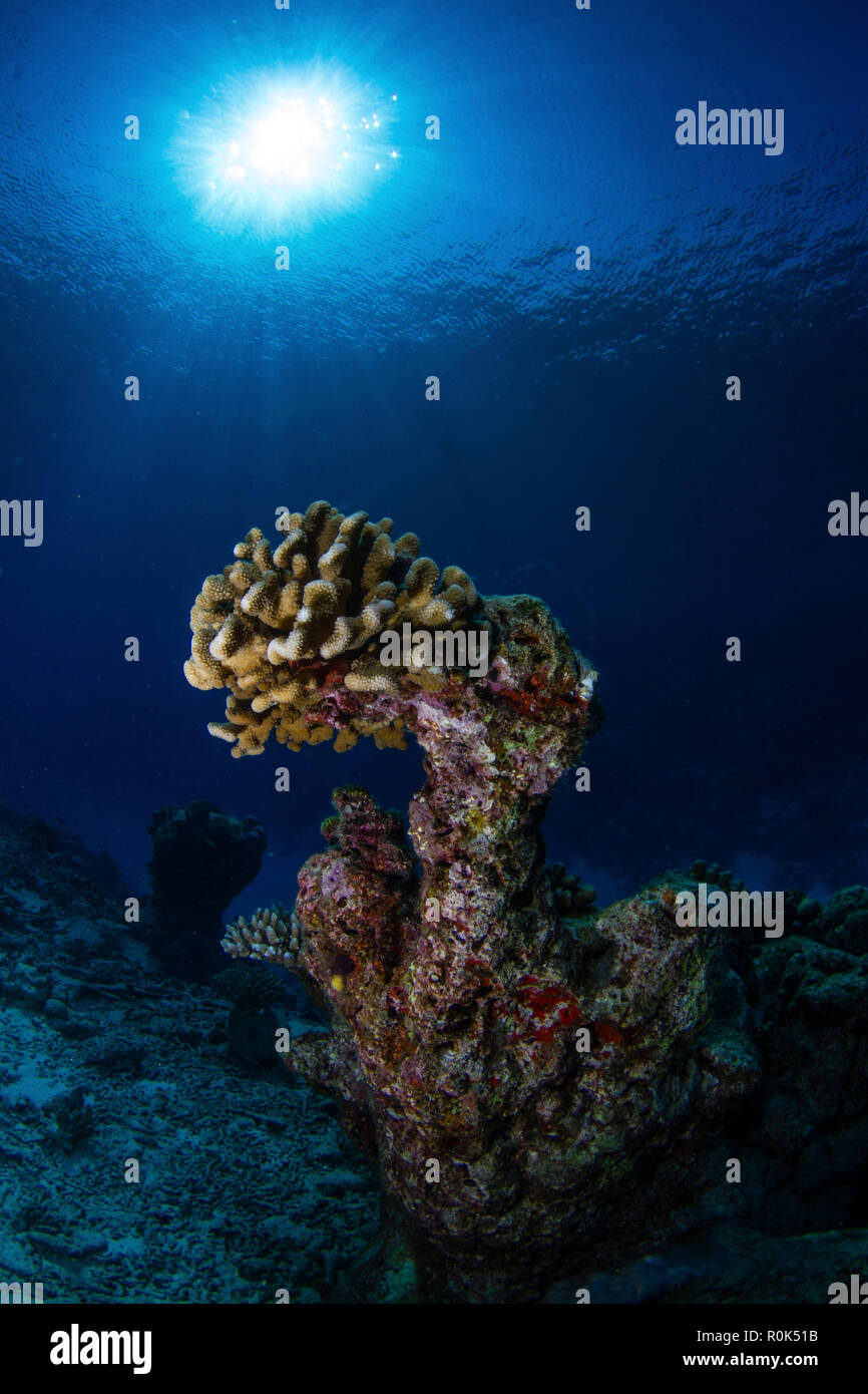 Hard coral, Maldives. Stock Photo