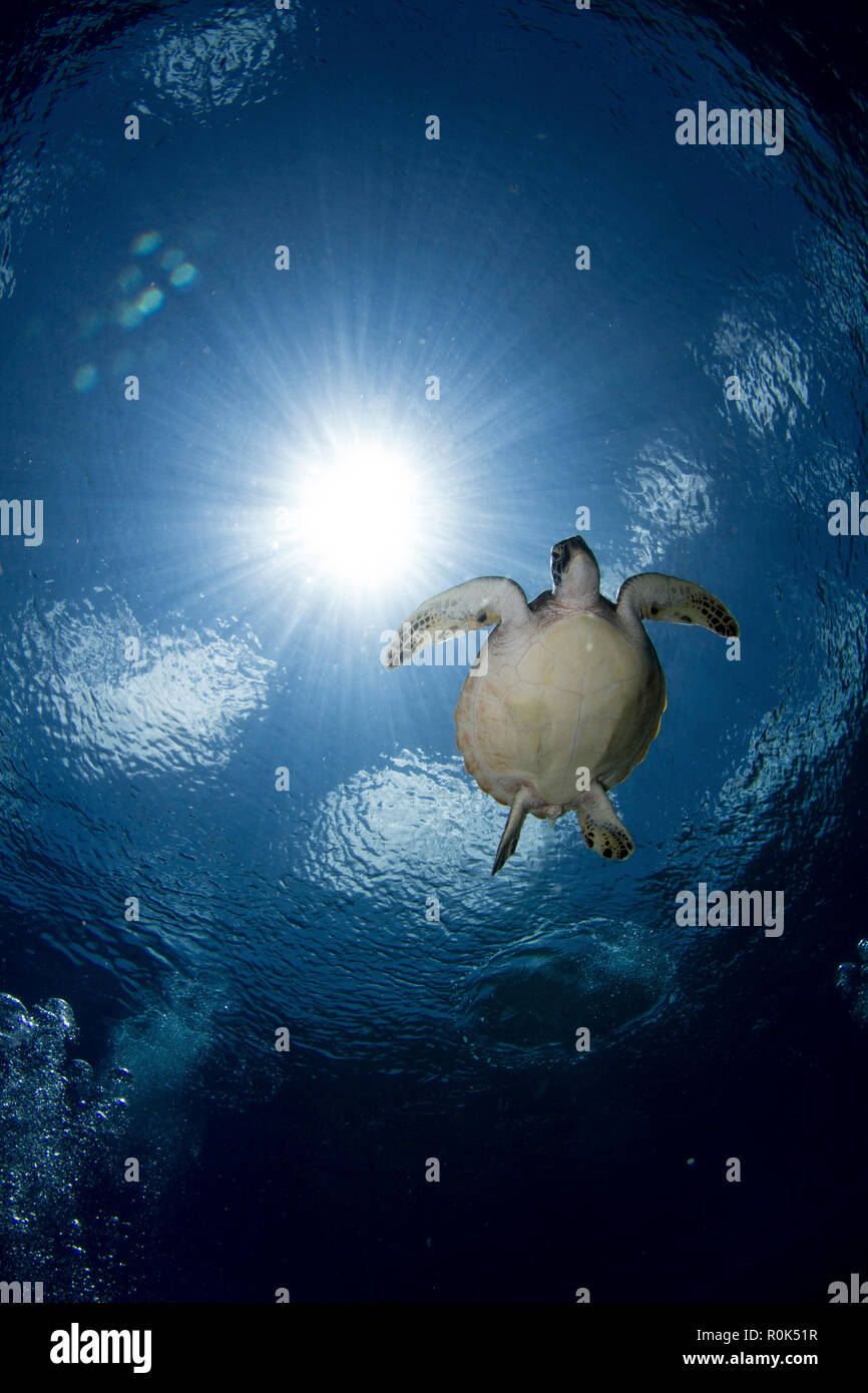 Green sea turtle in the waters of the Maldives. Stock Photo