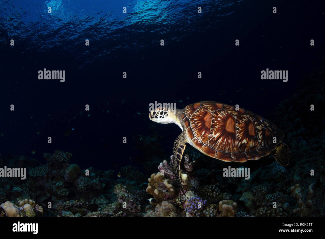 Green sea turtle in the waters of the Maldives. Stock Photo