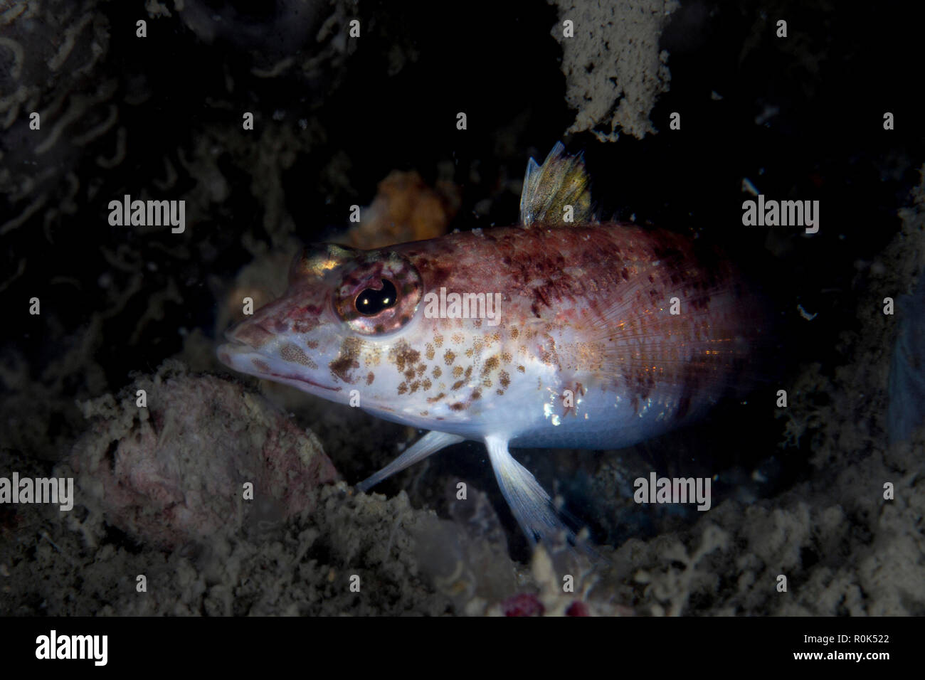Portrait of spotted hawkfish, Singapore. Stock Photo