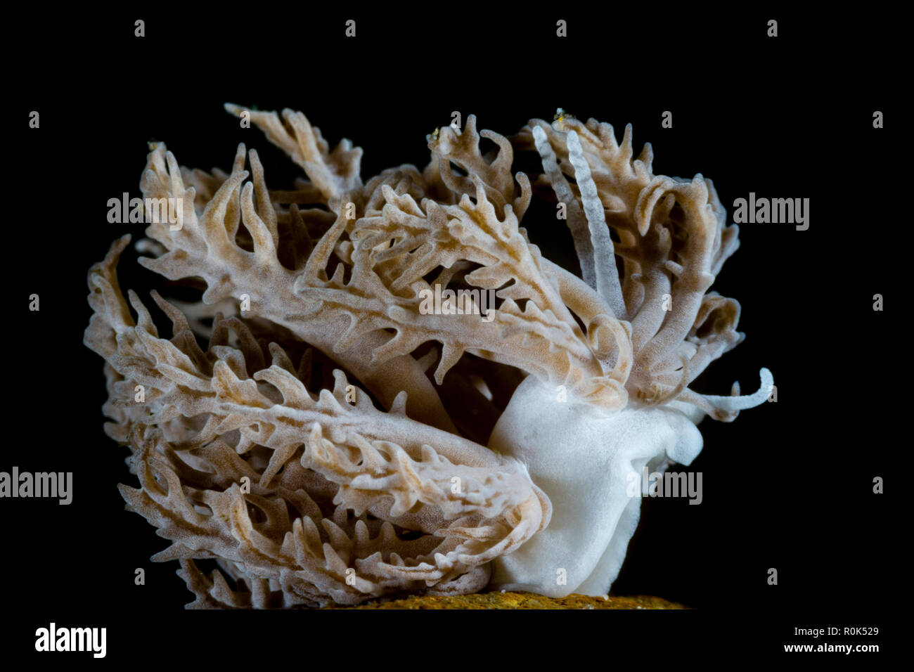 Side portrait of Phyllodesmium pinnatum. Anilao, Philippines. Stock Photo
