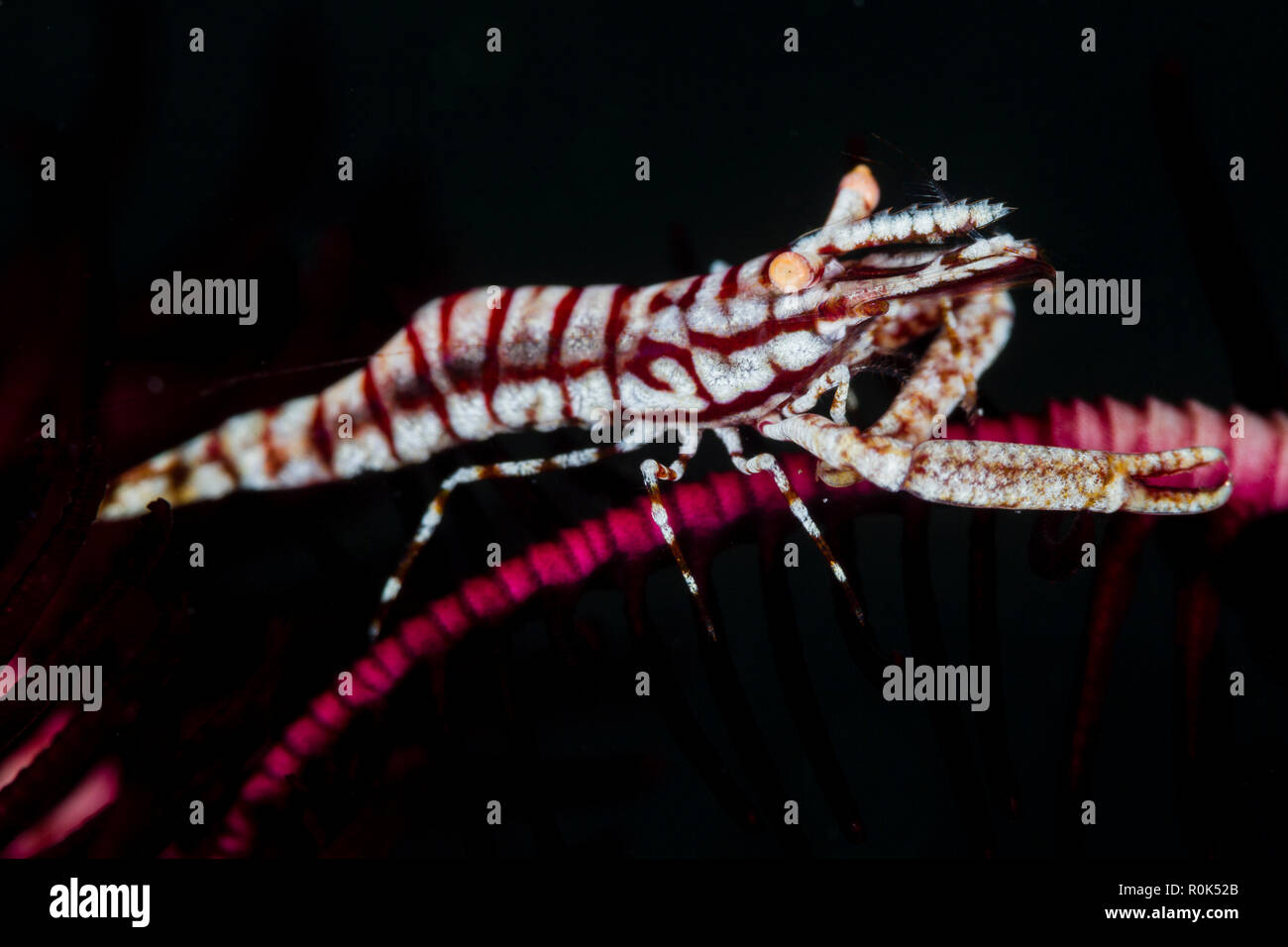 Crinoid shrimp in Anilao, Philippines. Stock Photo
