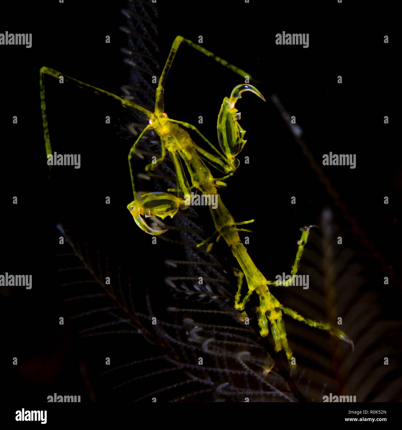 Skeleton shrimp in the waters of Anilao, Philippines. Stock Photo