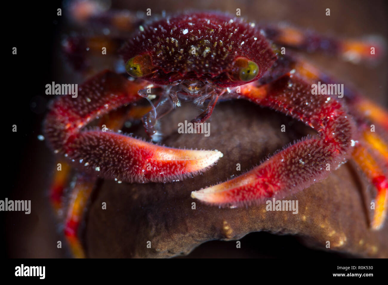 Coral crab living in the hard corals of Anilao, Philippines. Stock Photo