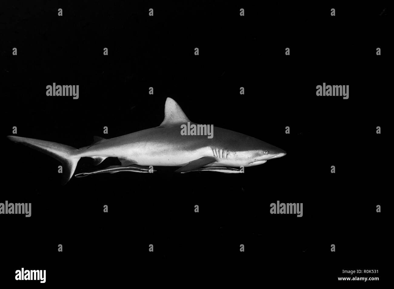 Grey reef shark with remoras attached, Palau. Stock Photo
