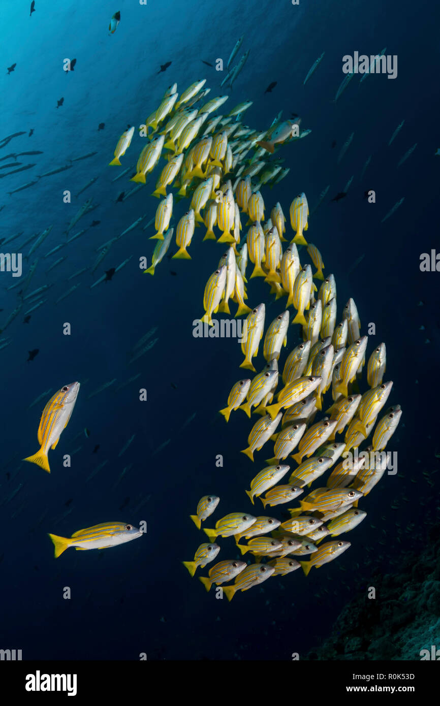 A school of blue-striped snapper swimming in the strong currents of Palau. Stock Photo