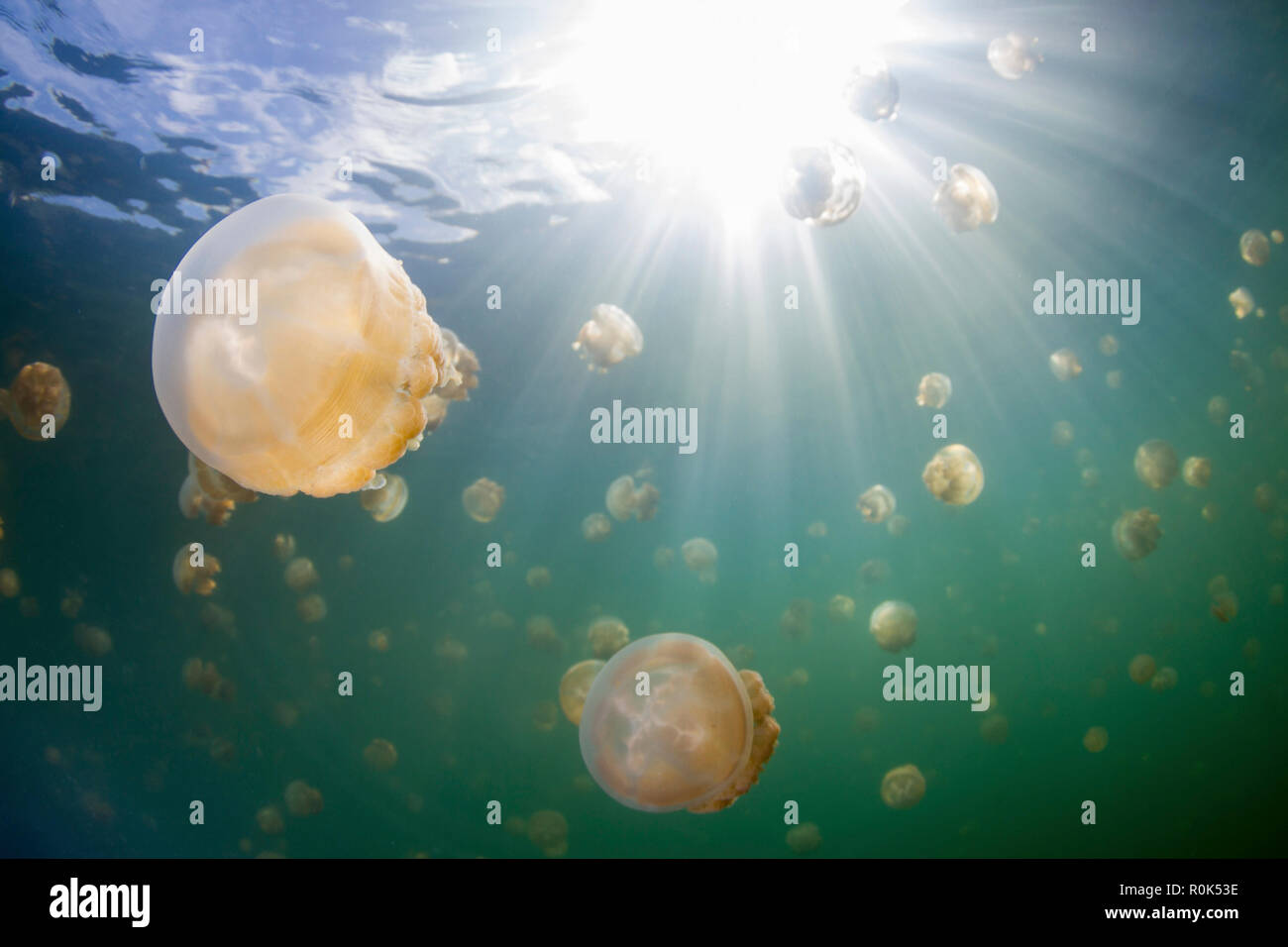 Group of golden jellyfish in Jellyfish Lake, Palau. Stock Photo