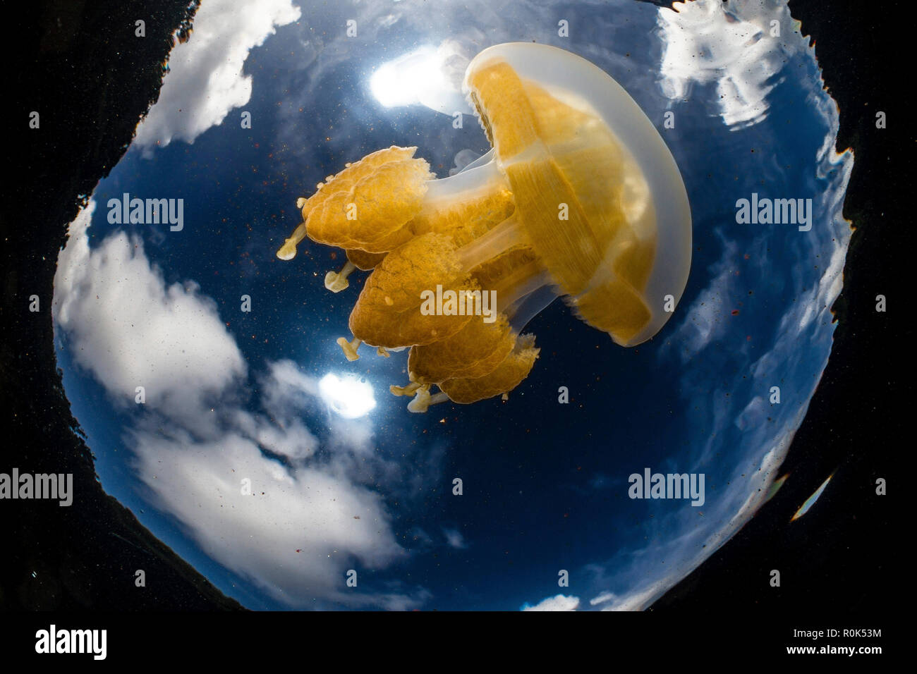 Golden jellyfish and clouds in Jellyfish Lake, Palau. Stock Photo