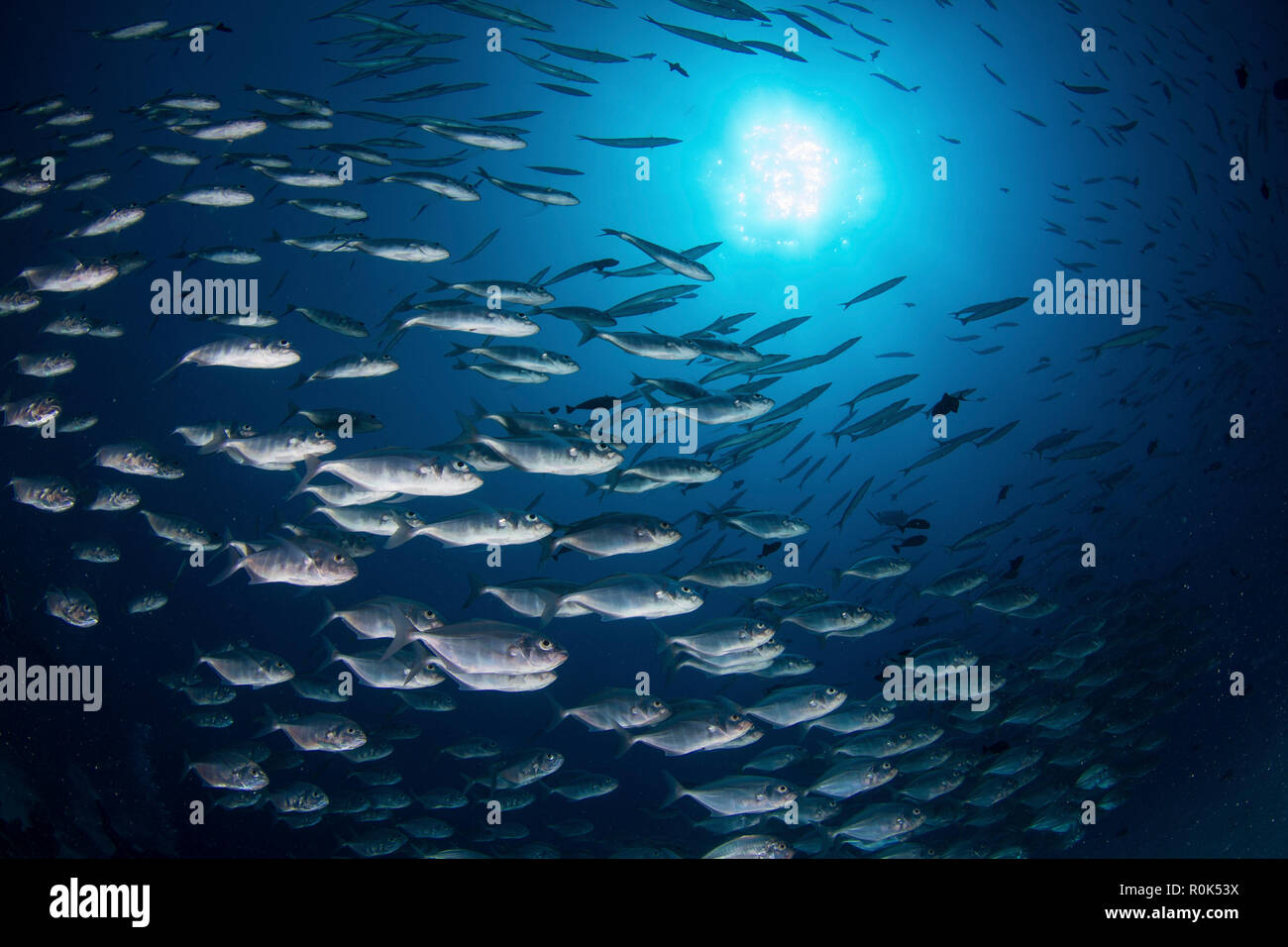 School of lunar-tailed bigeye, Palau. Stock Photo