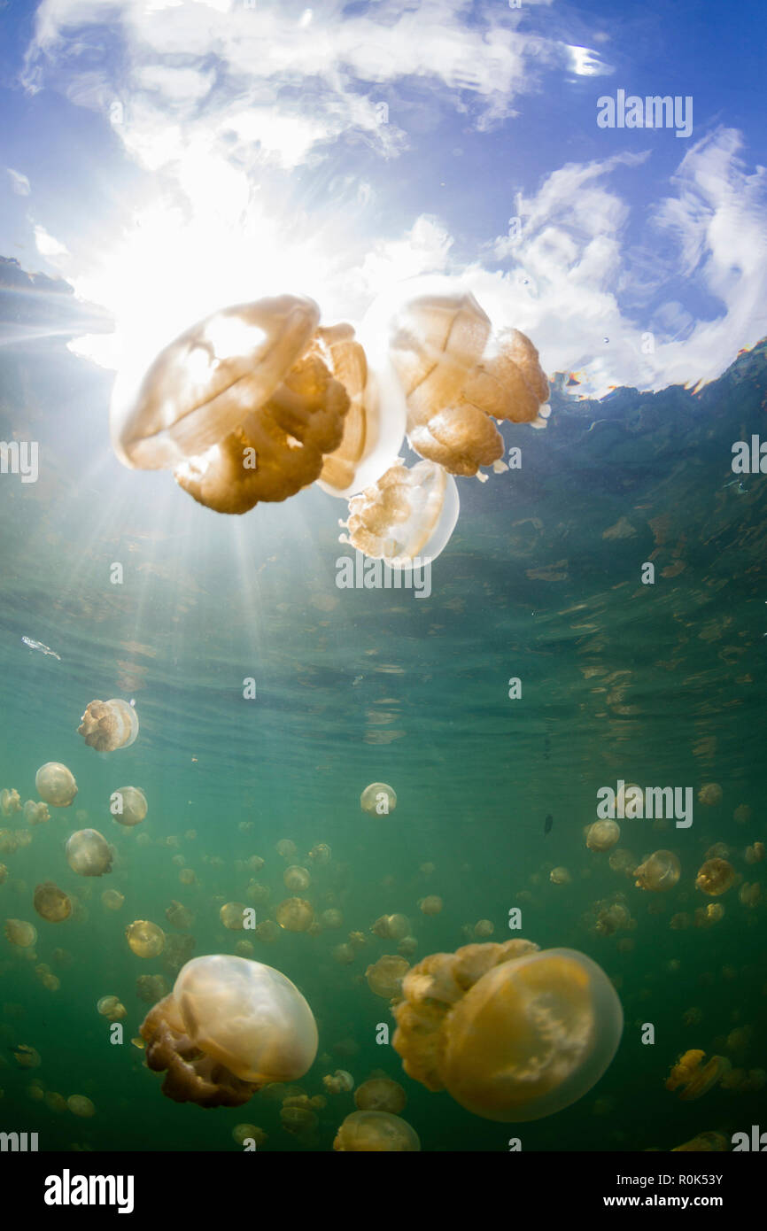 Group of golden jellyfish in Jellyfish Lake, Palau. Stock Photo