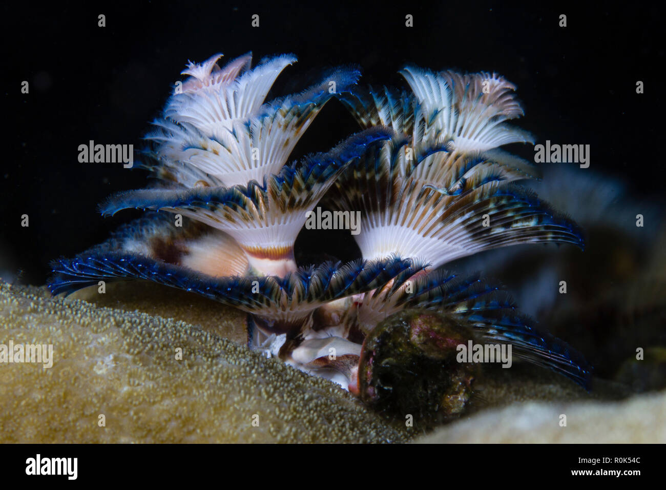 The tail of a Christmas tree worms fully open, Anilao, Philippines. Stock Photo