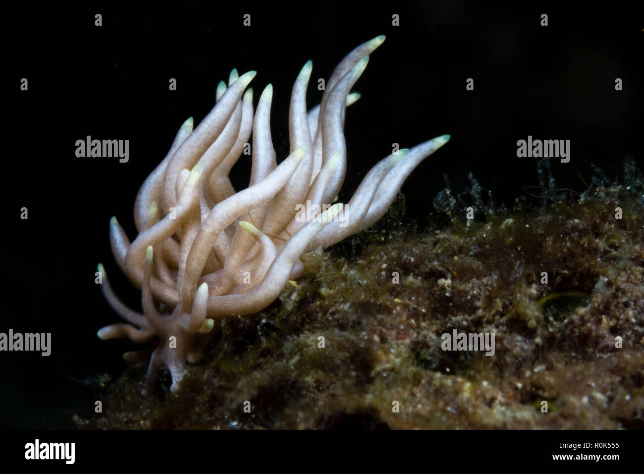 Phyllodesmium briareum nudibranch, Anilao, Philippines. Stock Photo