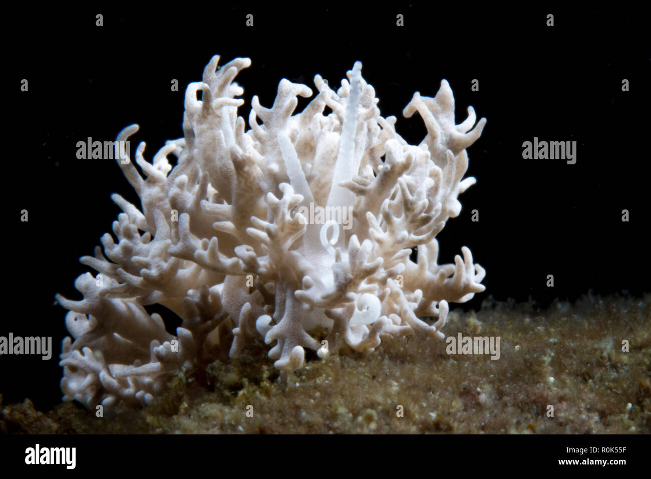 Phyllodesmium pinnatum nudibranch, Anilao, Philippines. Stock Photo