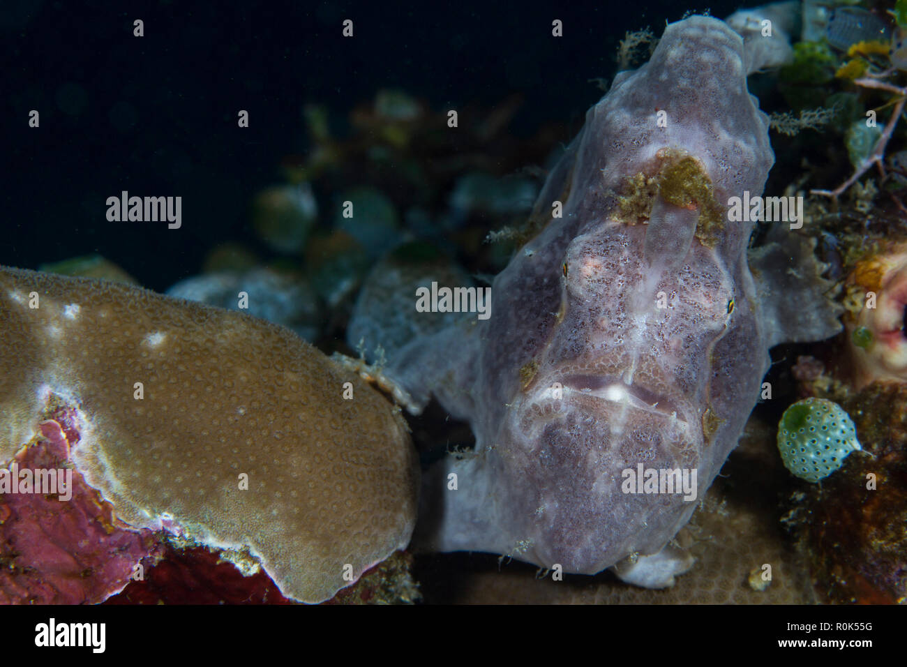 Longlure frogfish, Anilao, Philippines. Stock Photo