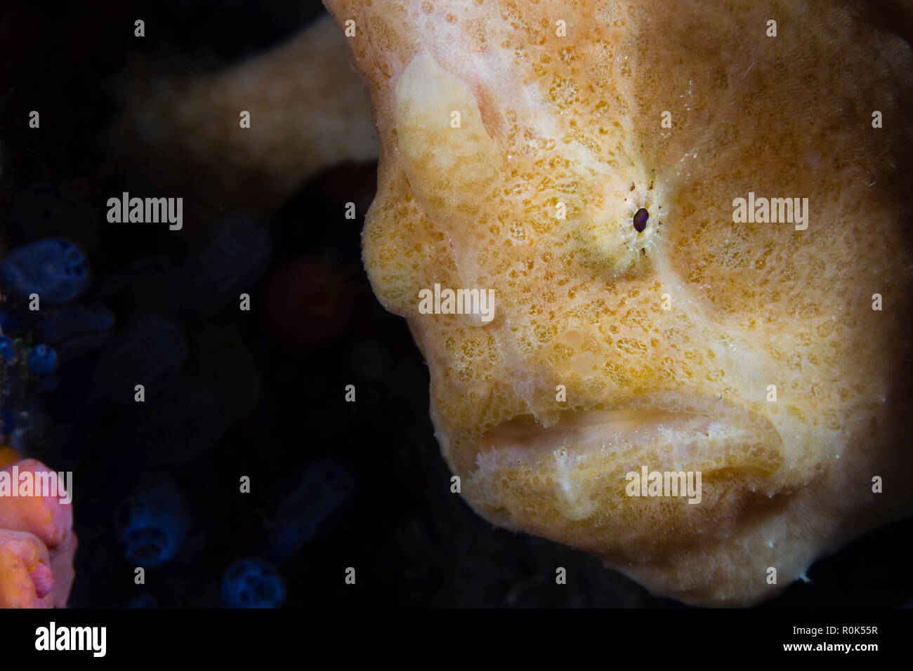Longlure frogfish, Anilao, Philippines. Stock Photo