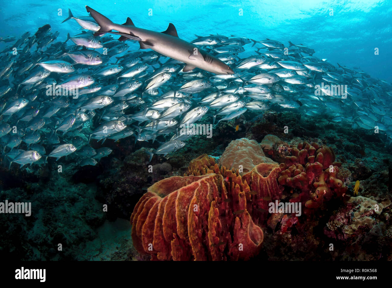 A whitetip reef shark swims in front of a school of bigeye trevally. Stock Photo
