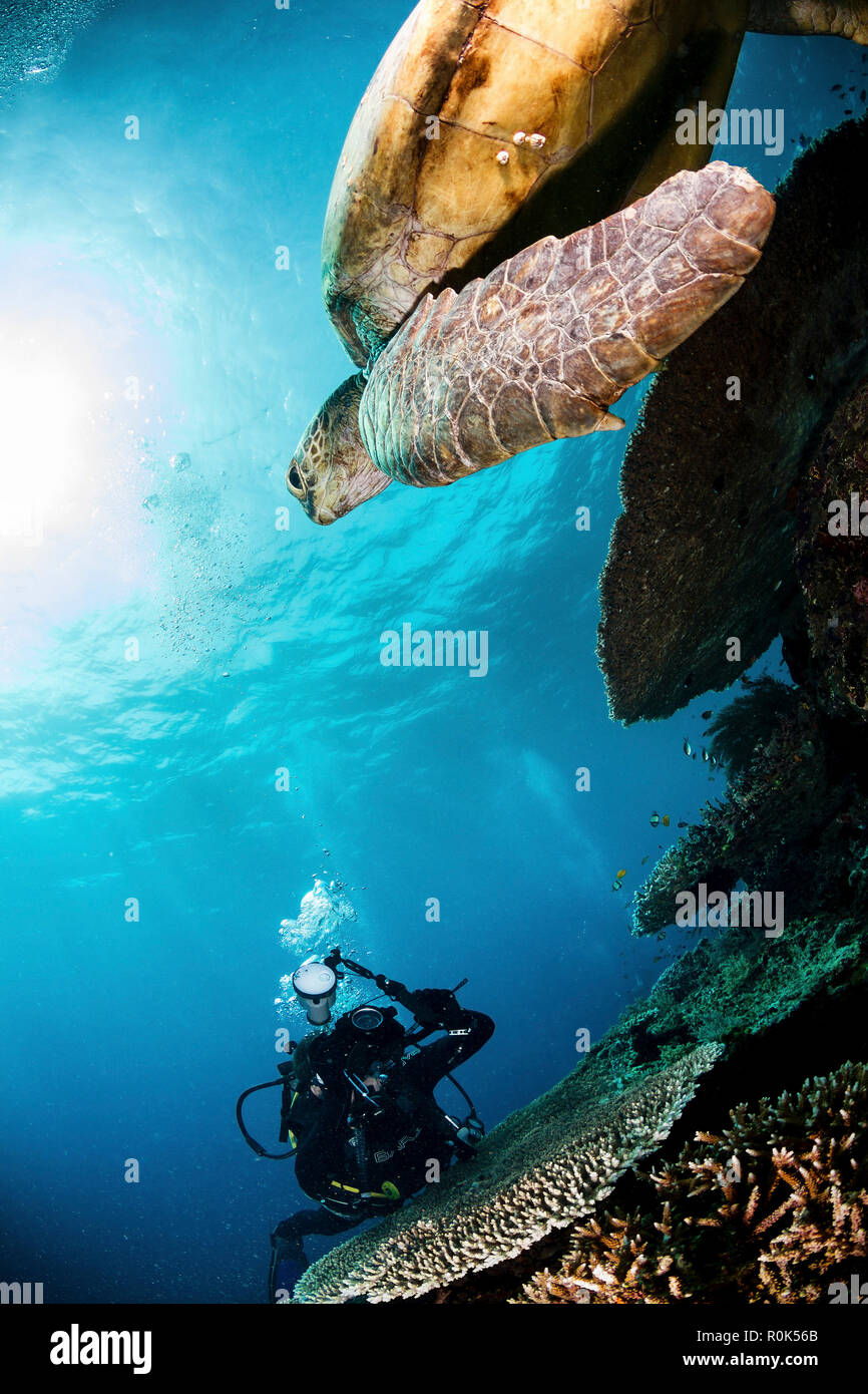 Green sea turtle and underwater photographer in Sipadan, Malaysia. Stock Photo