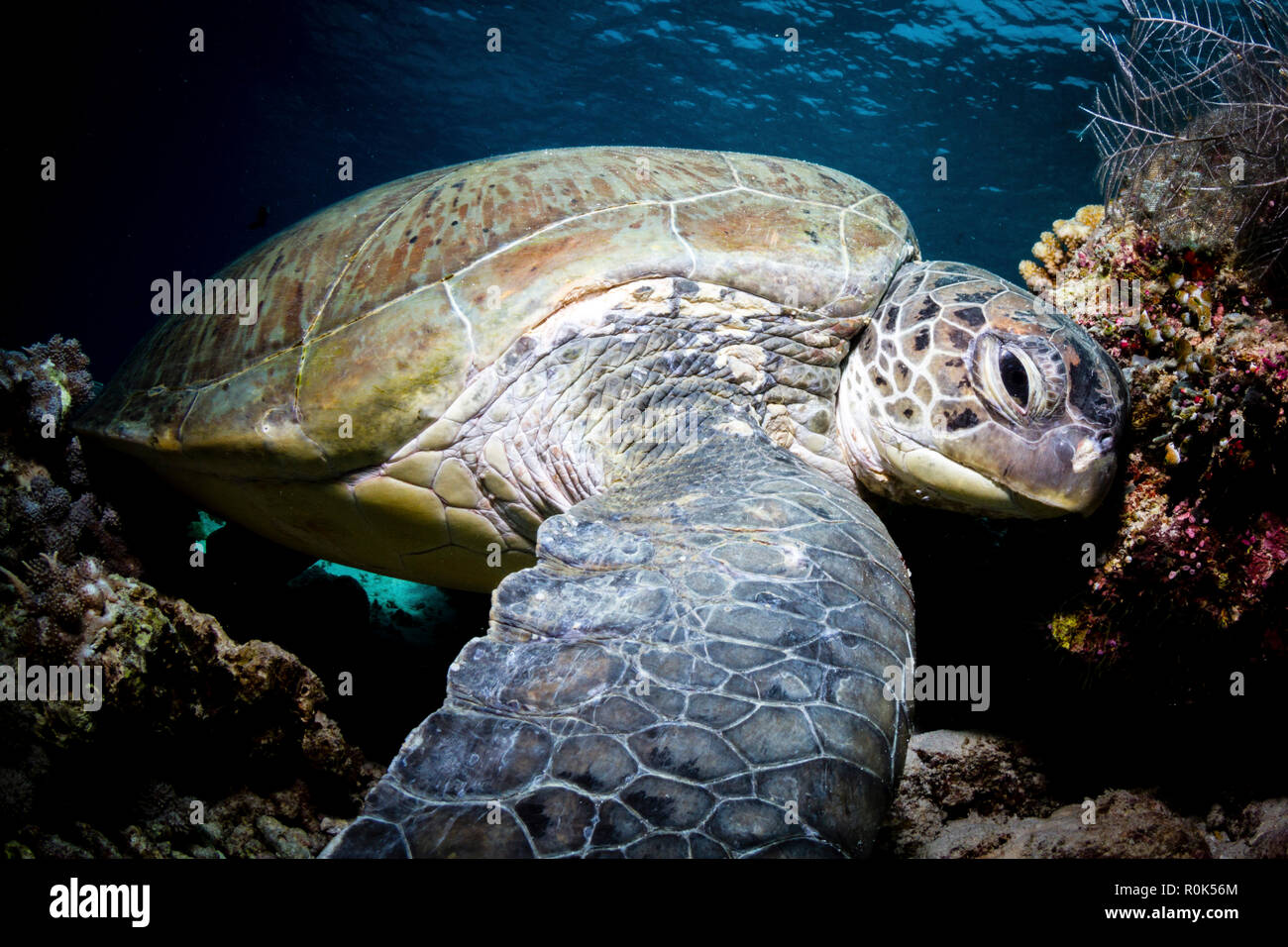 Portrait of a green turtle in the waters of Sipadan, Malaysia. Stock Photo