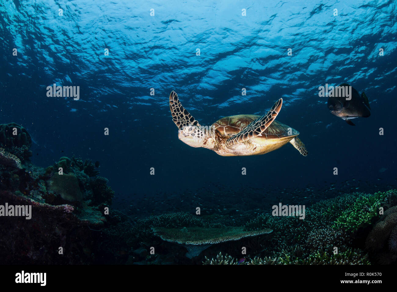 Green sea turtle swimming over a coral garden in Sipadan, Malaysia. Stock Photo
