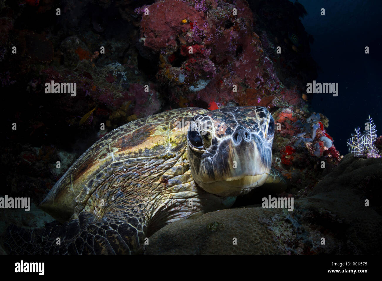 Green sea turtle looking at the camera, Sipadan, Malaysia. Stock Photo