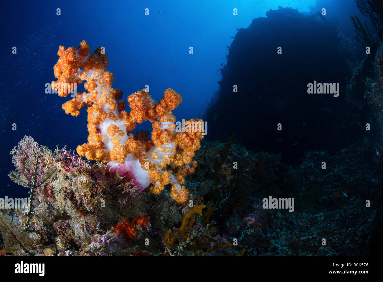 Soft corals on the reefs of Mabul, Malaysia. Stock Photo