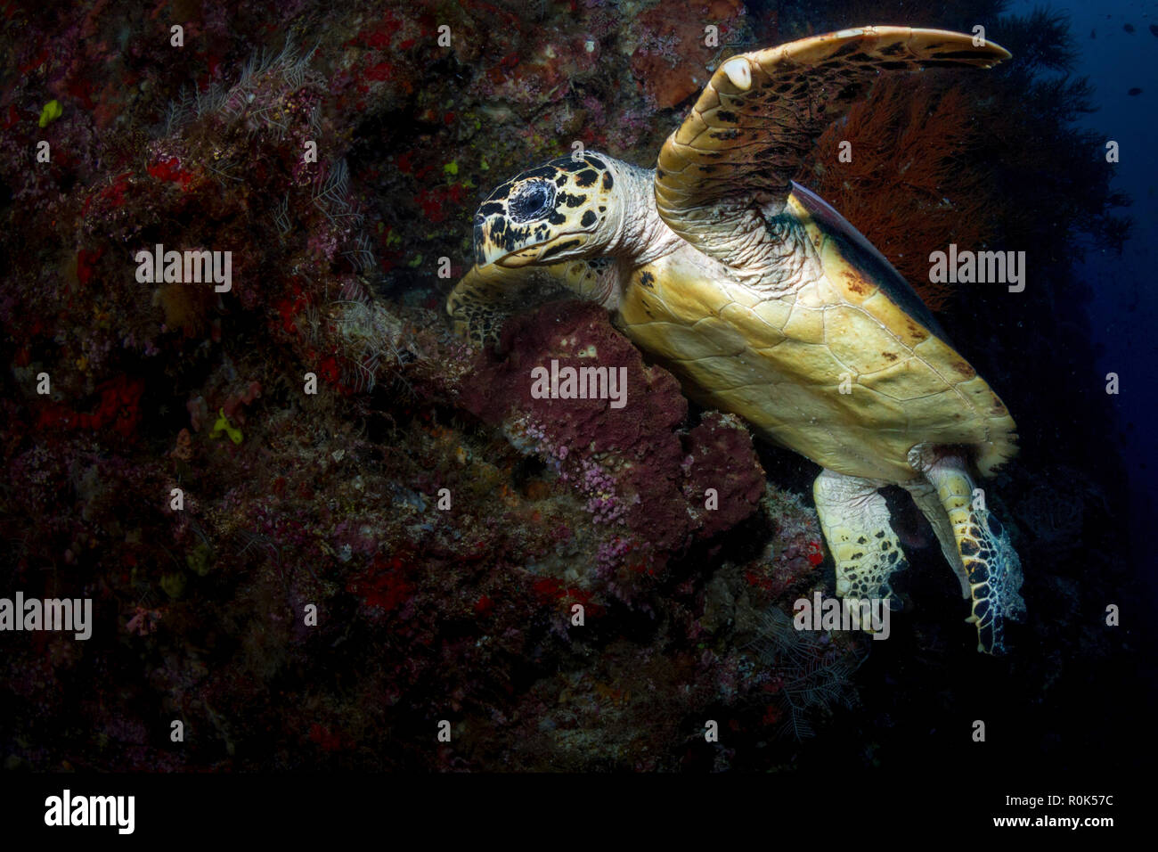 Hawksbill sea turtle in the waters of Sipadan, Malaysia. Stock Photo