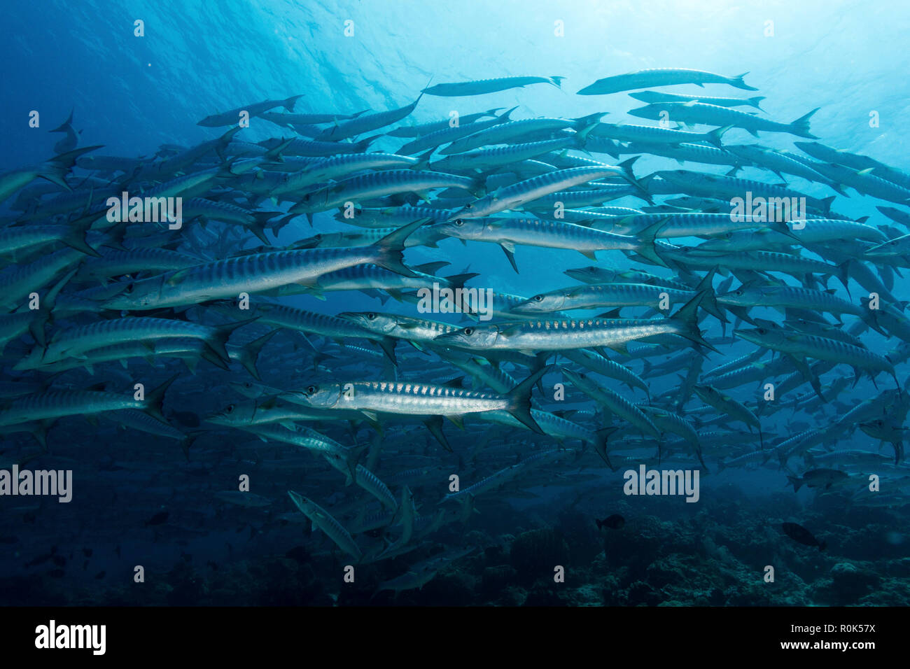 School of barracudas in the waters of Sipadan, Malaysia. Stock Photo