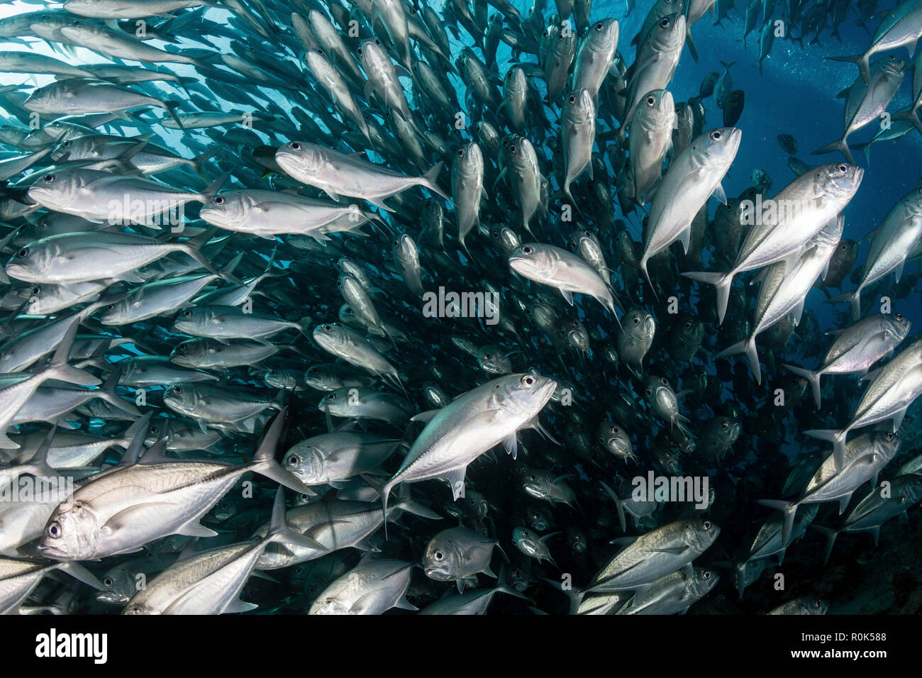Schooling jack fish in the waters of Sipadan, Malaysia. Stock Photo