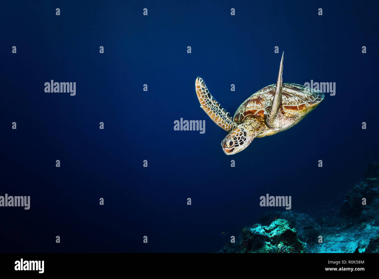 A green sea turtle is starting its dive after a trip to the surface to breath in Sipadan, Malaysia. Stock Photo