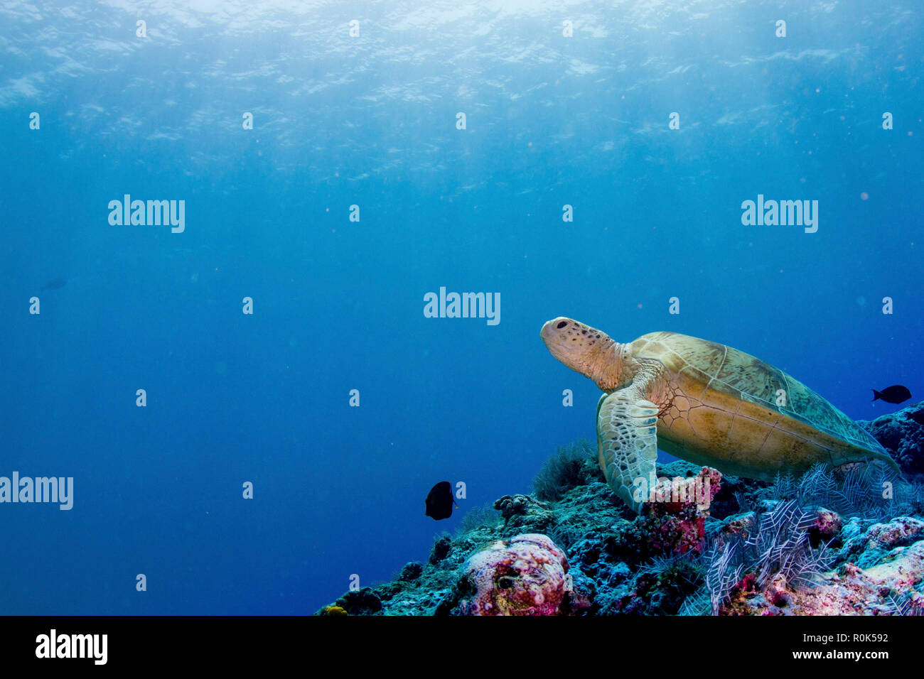 Green turtle on the reefs surrounding Sipadan, Malaysia. Stock Photo
