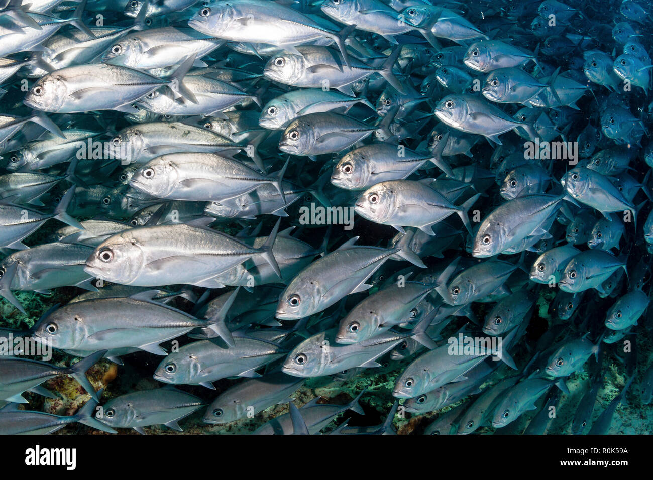 Schooling jack fish in the waters of Sipadan, Malaysia. Stock Photo
