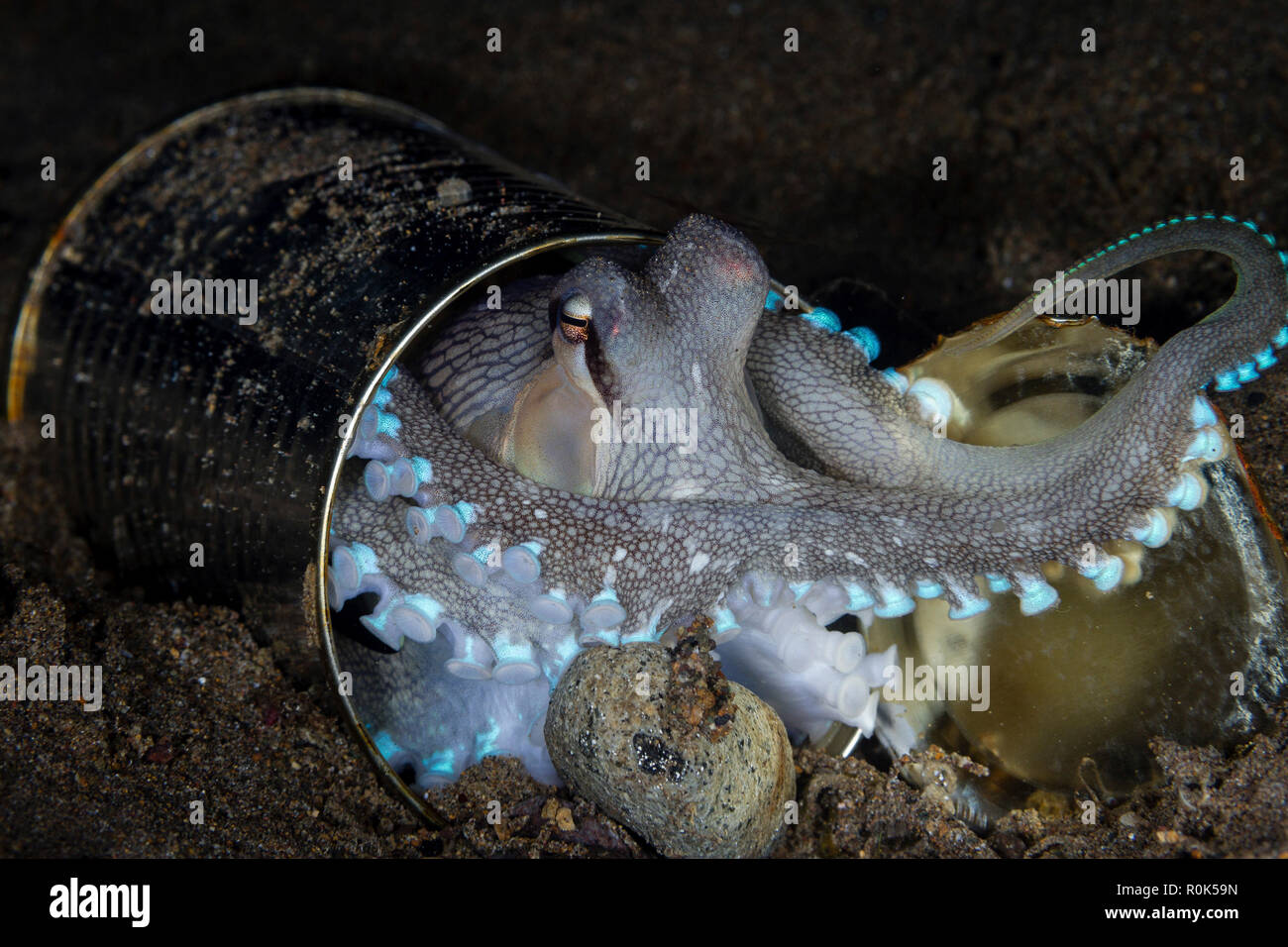 An octopus hiding inside a tin can, Anilao, Philippines. Stock Photo