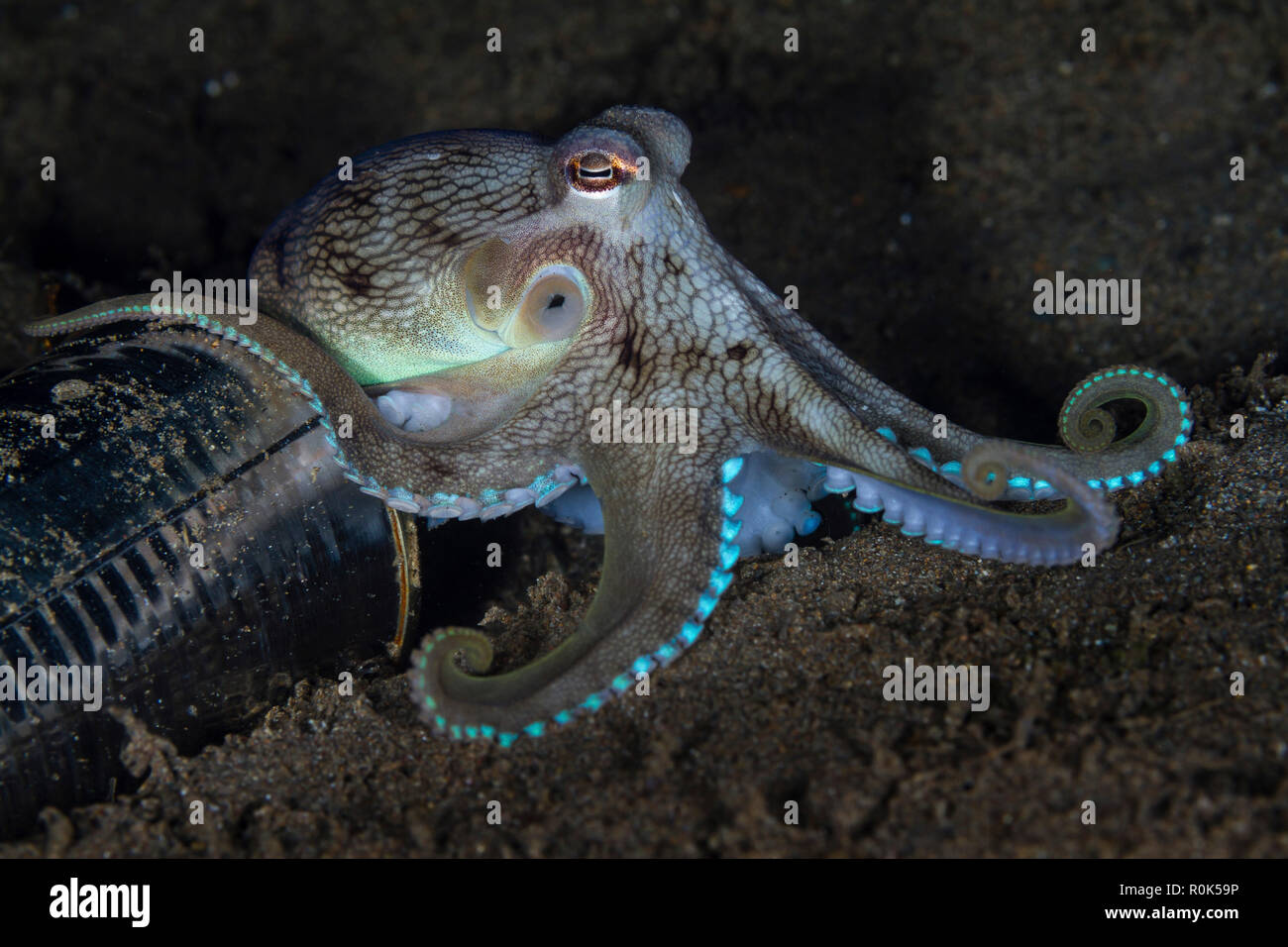 Mototi octopus explores a tin can, Anilao, Philippines. Stock Photo