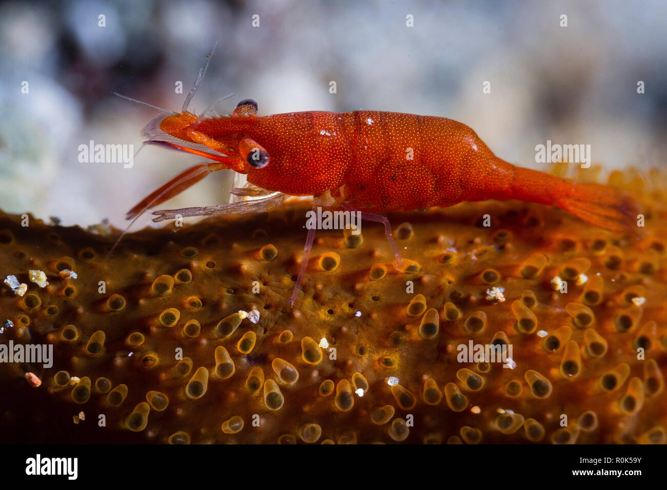 A tiny seastar shrimp posing on top of its host. Stock Photo