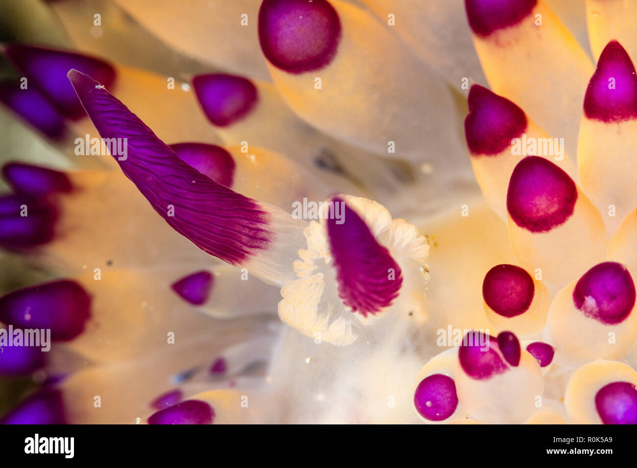 Close-up of the rhinophores of a Janolus savinkini nudibranch. Stock Photo
