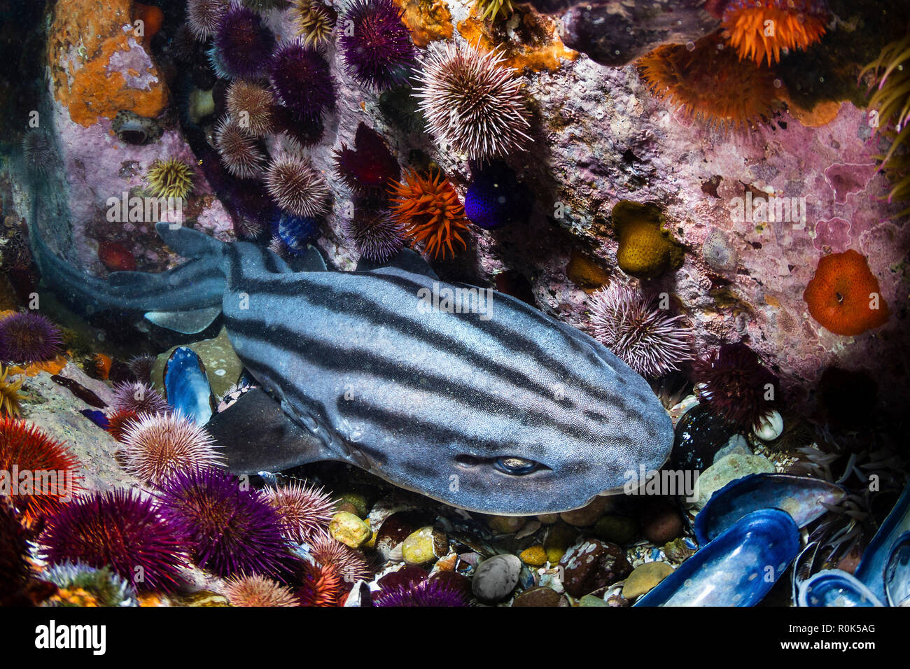 Pyjama shark resting in a little canyon between sea urchins, South Africa. Stock Photo