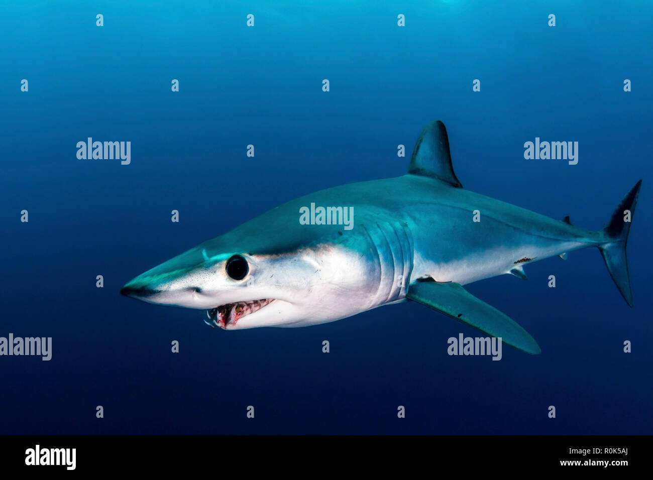 Короткоплавниковая акула-мако