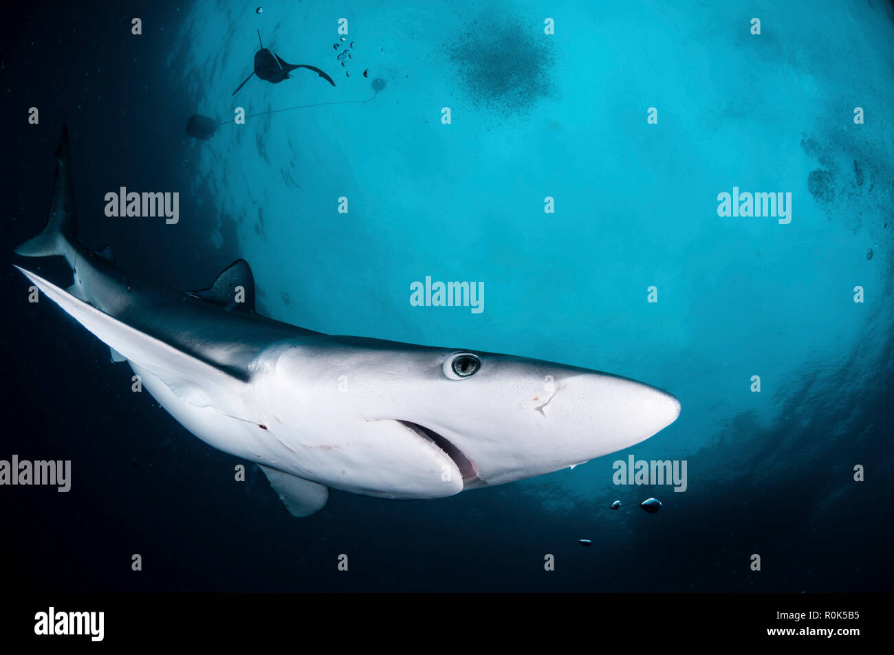 A blue shark swims by the camera in the waters of South Africa. Stock Photo