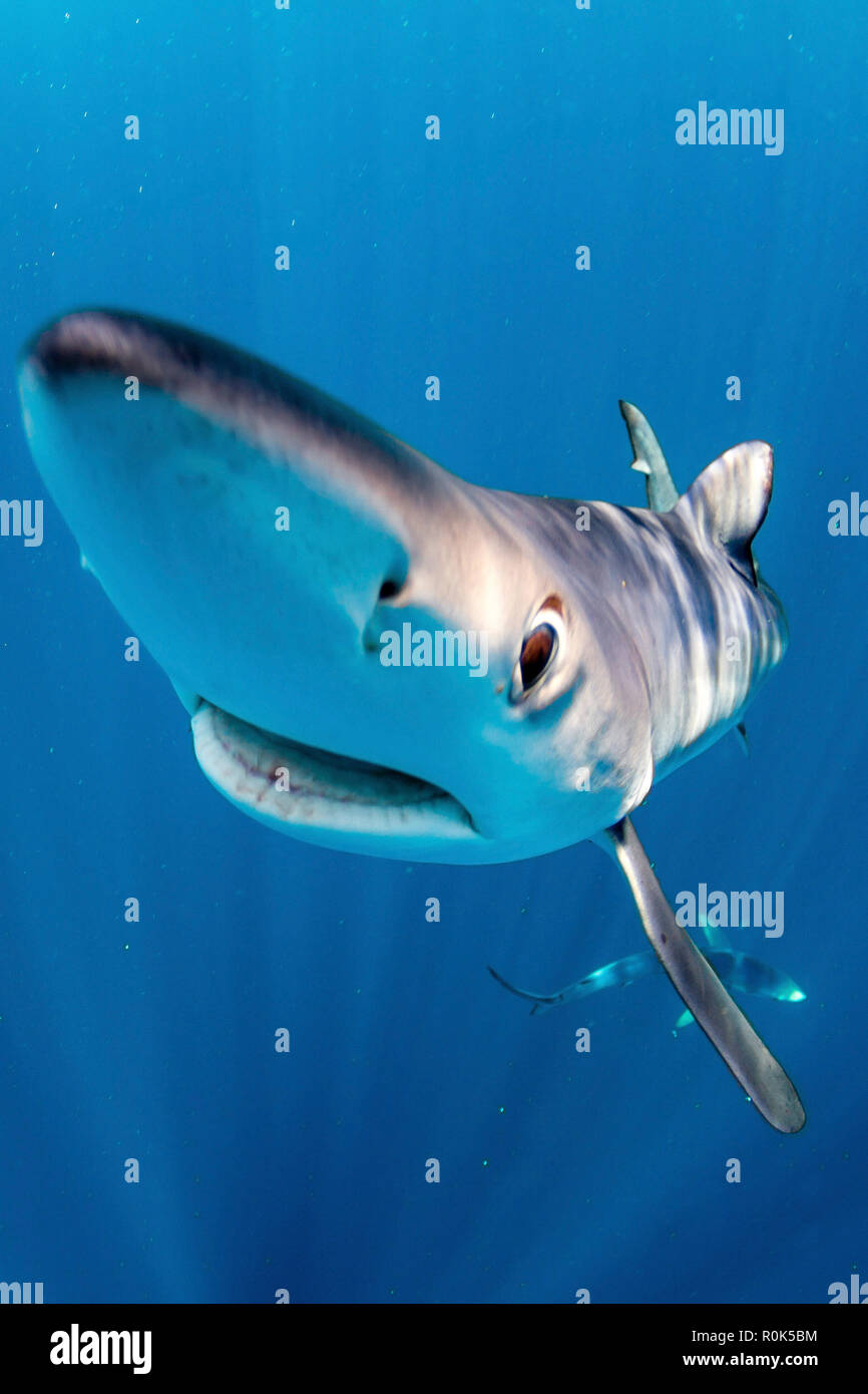 A friendly blue shark gets very close to the camera in the waters of South Africa. Stock Photo